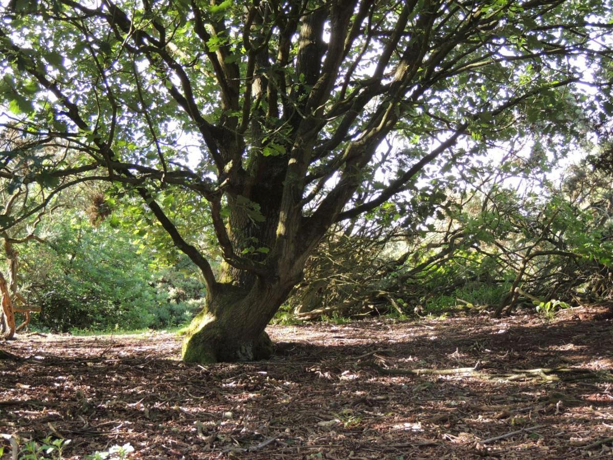 Wyldwood Lodge Cheadle  Zewnętrze zdjęcie